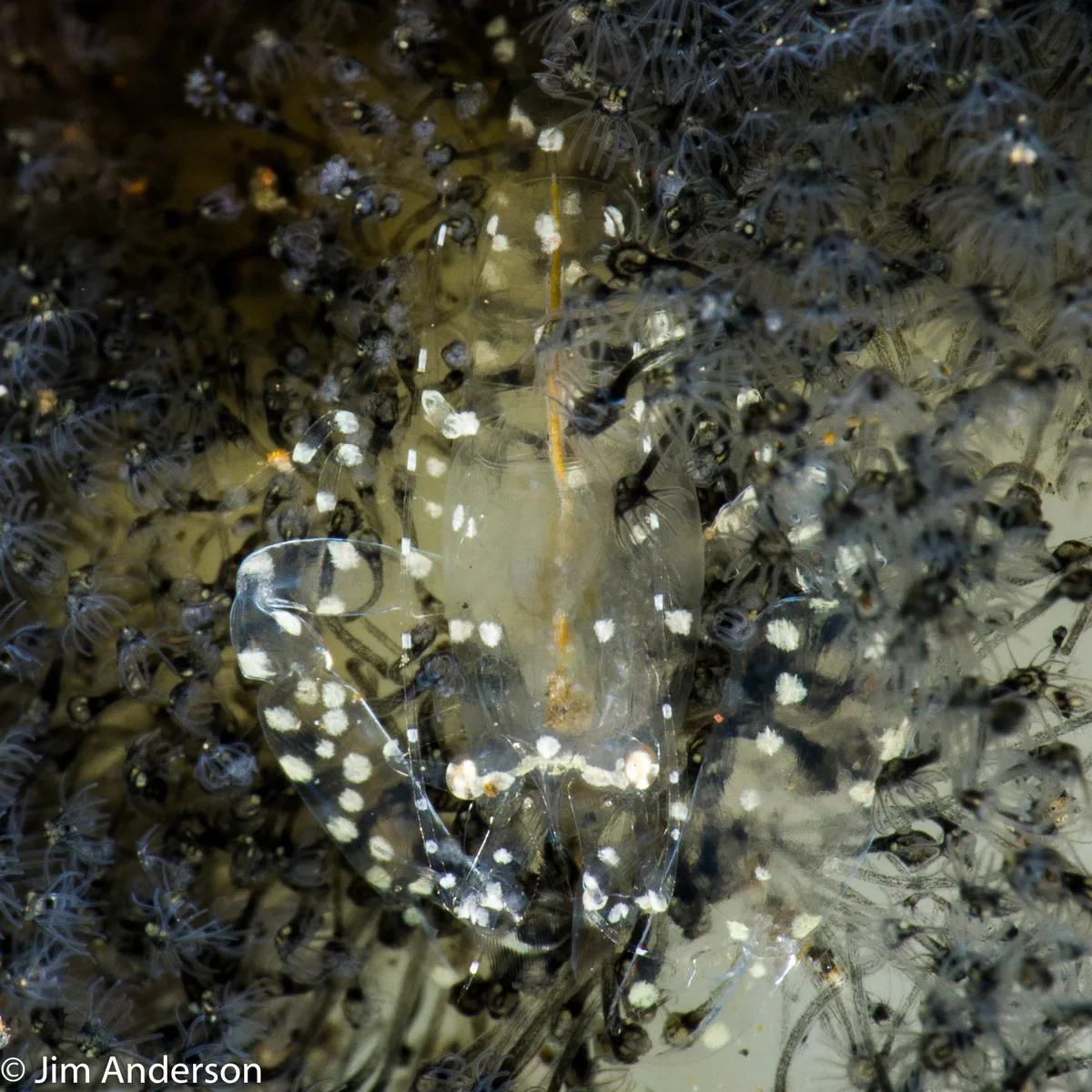 White-Spotted Ascidian Shrimp
