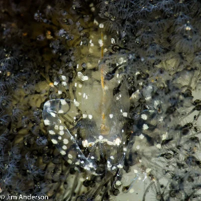 White-Spotted Ascidian Shrimp