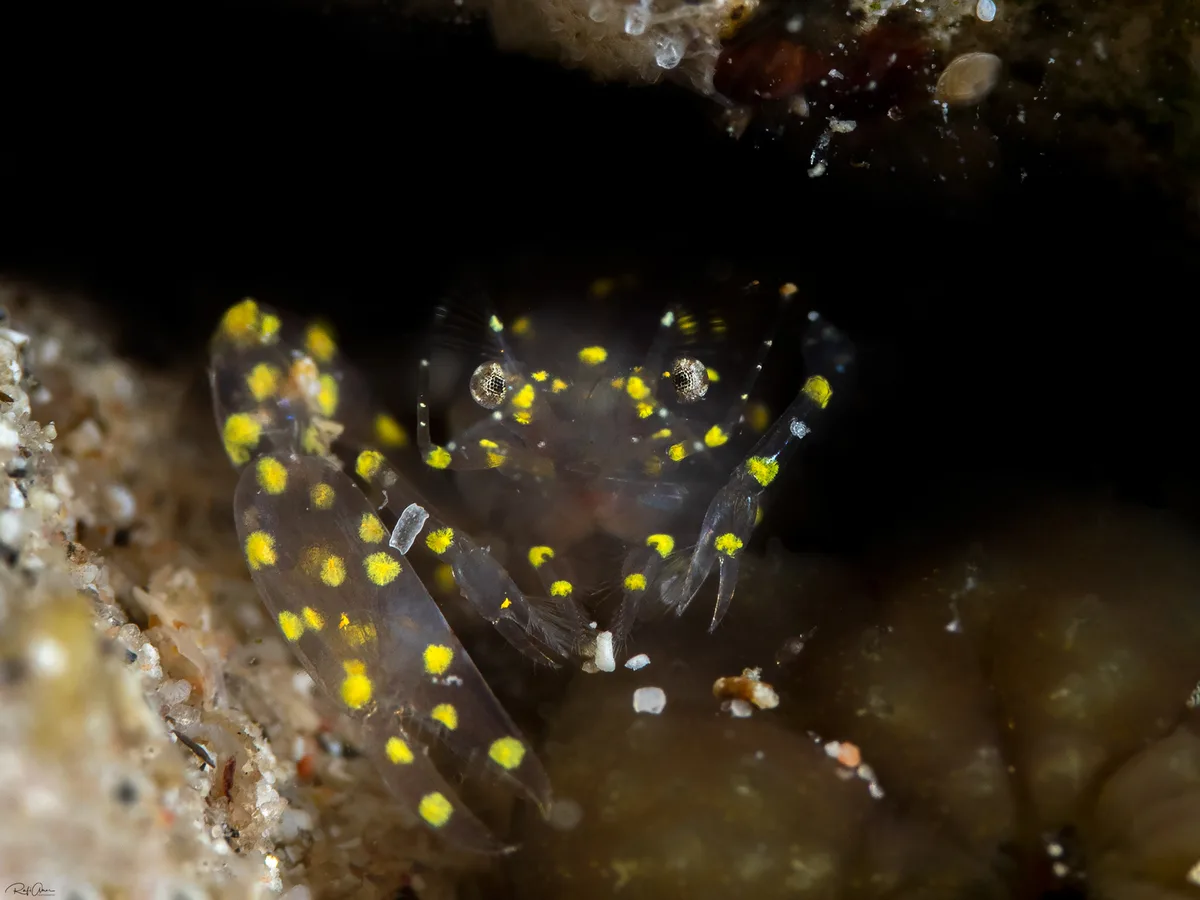 Dactylonia ascidicola - אילת, ישראל