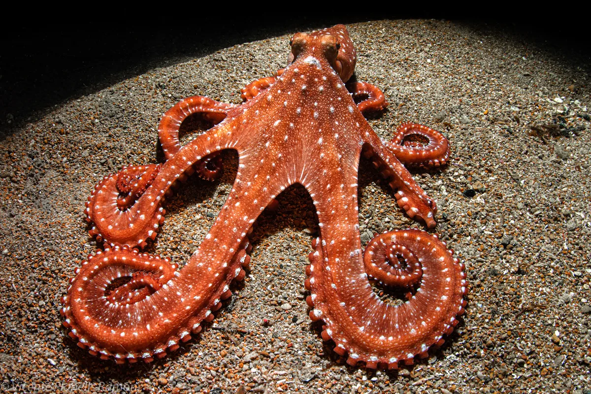 White-Spotted Octopus