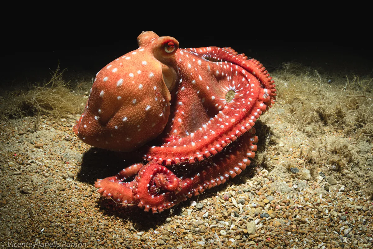 White-Spotted Octopus