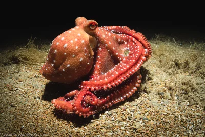 White-Spotted Octopus