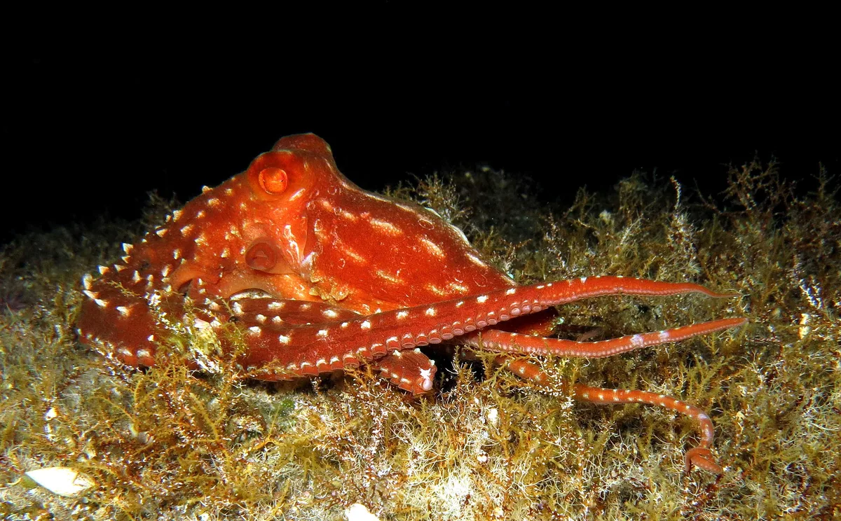 White-Spotted Octopus