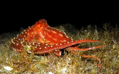 White-Spotted Octopus