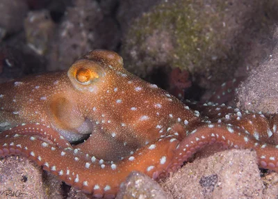 Atlantic White-spotted Octopus - Callistoctopus macropus