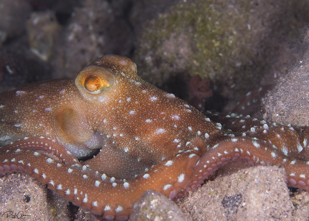 Atlantic White-spotted Octopus - Callistoctopus macropus