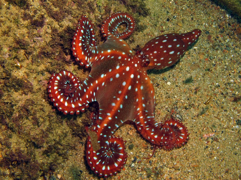 White-Spotted Octopus