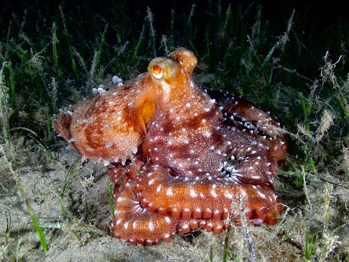 Callistoctopus macropus