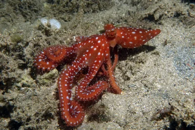 Pinnoctopus macropus - Bouches-du-Rhône, Provence-Alpes-Côte d'Azur, FR