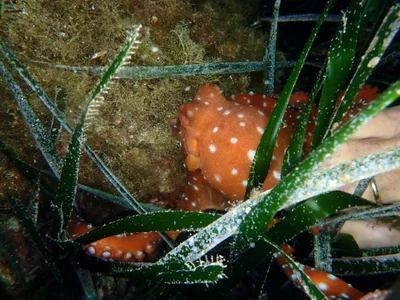 Pinnoctopus macropus - Fabregas, les deux frères France