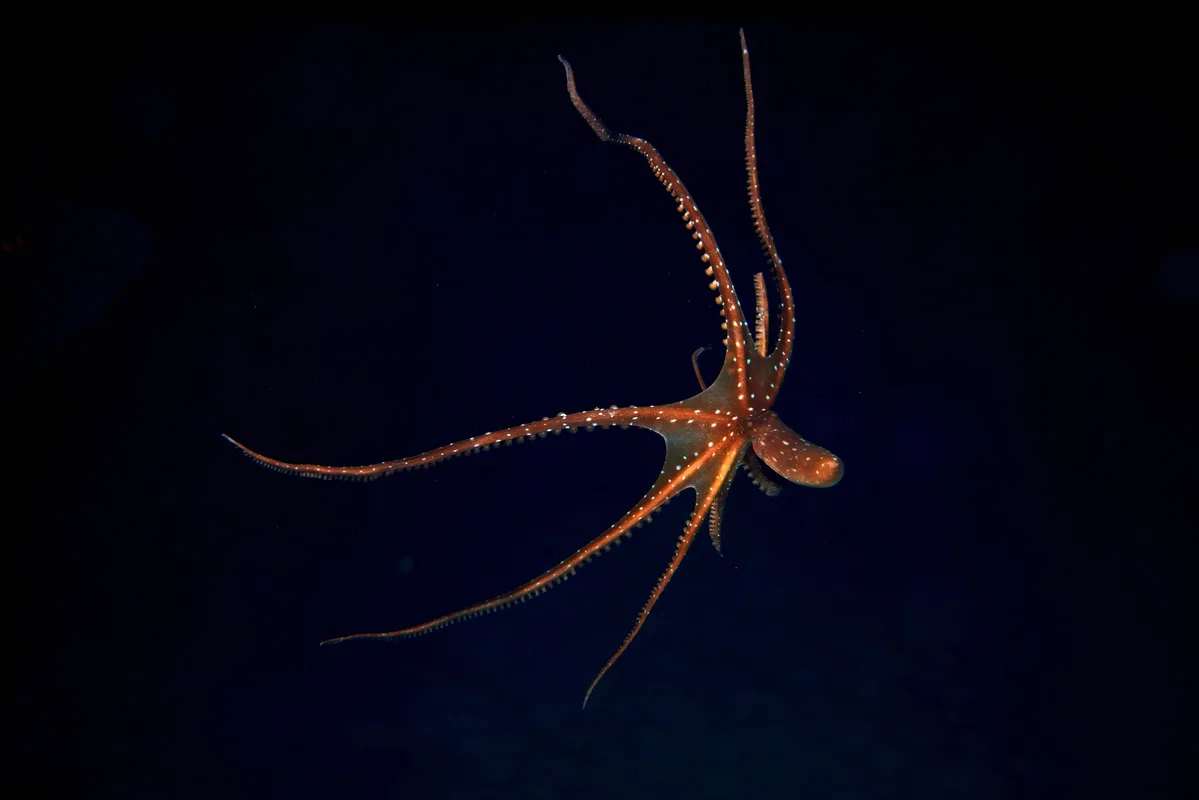 Pinnoctopus macropus - Var, Provence-Alpes-Côte d'Azur, FR