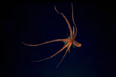 Pinnoctopus macropus - Var, Provence-Alpes-Côte d'Azur, FR