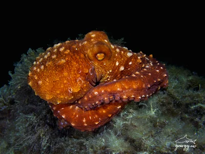 Pinnoctopus macropus - Final del paseo