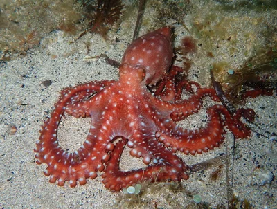 Pinnoctopus macropus - Saména, Marseille, France