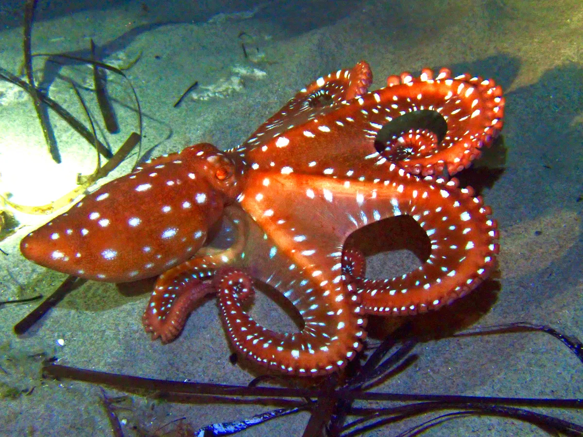 Pinnoctopus macropus - Camerota, Campania, IT