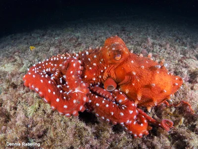 Pinnoctopus macropus - Las Palmas, ES-CN, ES