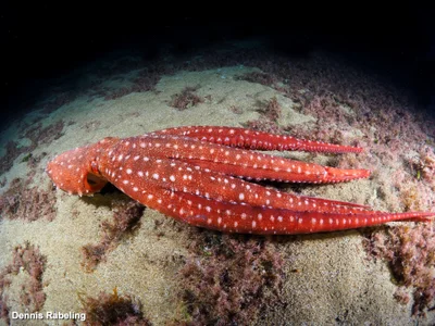 Pinnoctopus macropus - Las Palmas, ES-CN, ES