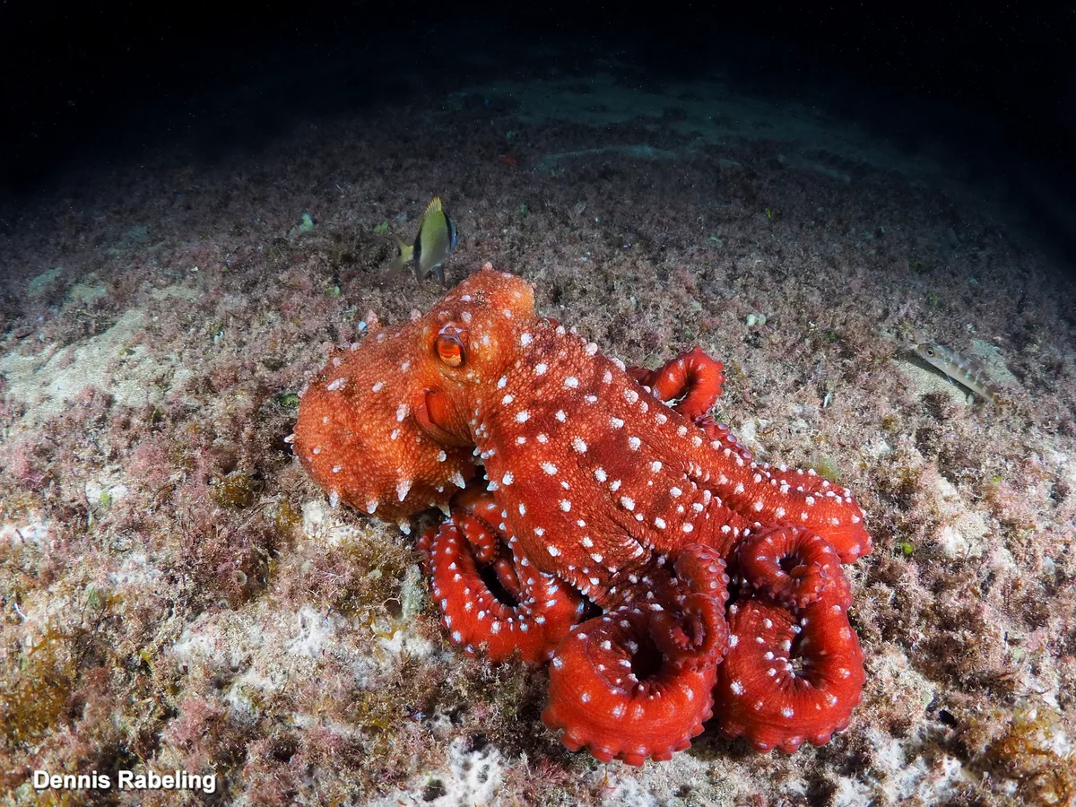 Pinnoctopus macropus - Las Palmas, ES-CN, ES