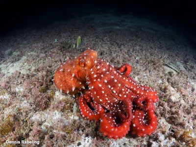 Pinnoctopus macropus - Las Palmas, ES-CN, ES