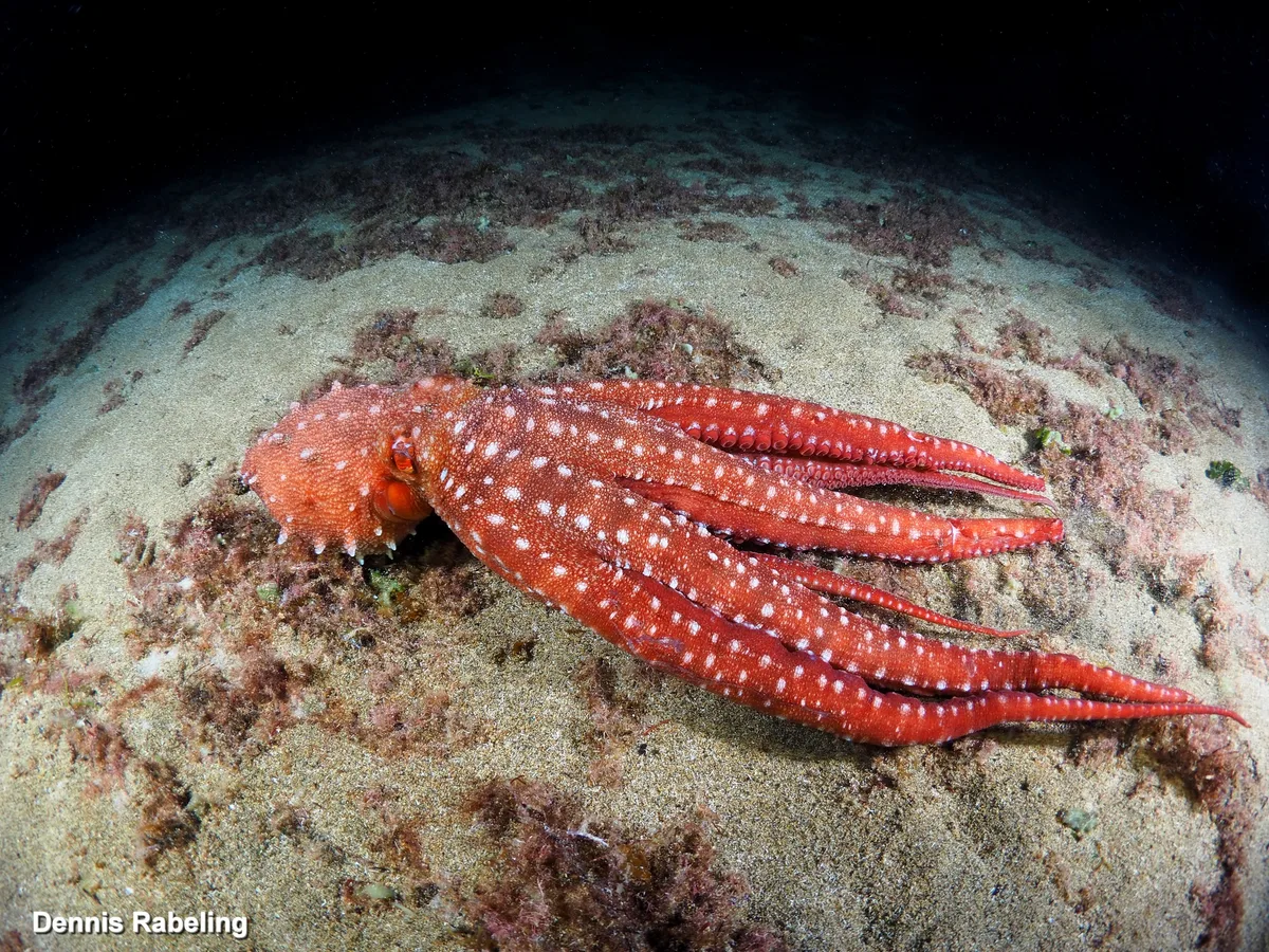 Pinnoctopus macropus - Las Palmas, ES-CN, ES