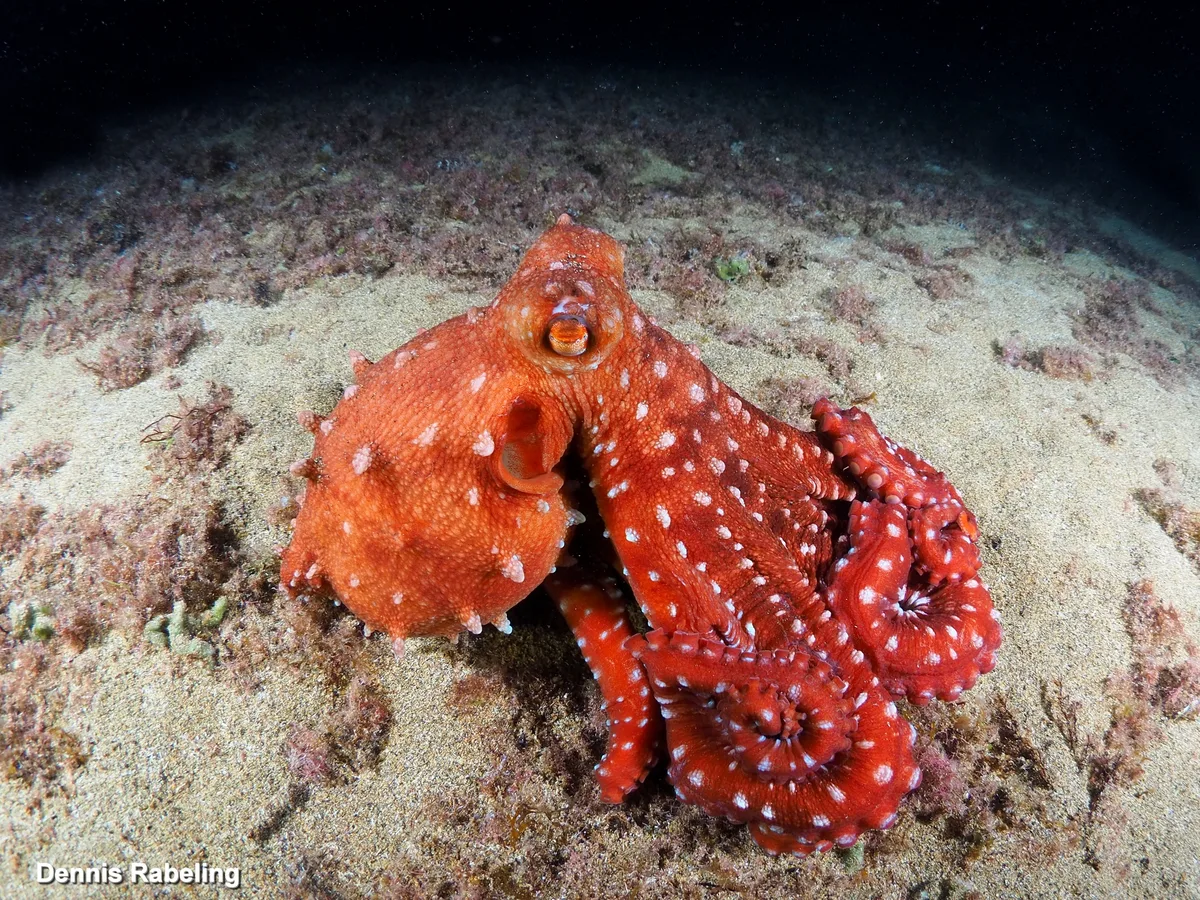 Pinnoctopus macropus - Las Palmas, ES-CN, ES