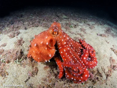 Pinnoctopus macropus - Las Palmas, ES-CN, ES