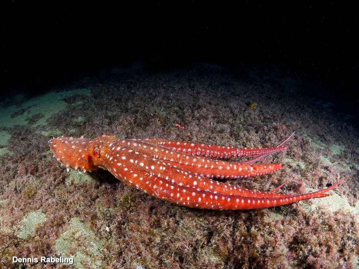 Pinnoctopus macropus - Las Palmas, ES-CN, ES