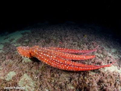Pinnoctopus macropus - Las Palmas, ES-CN, ES