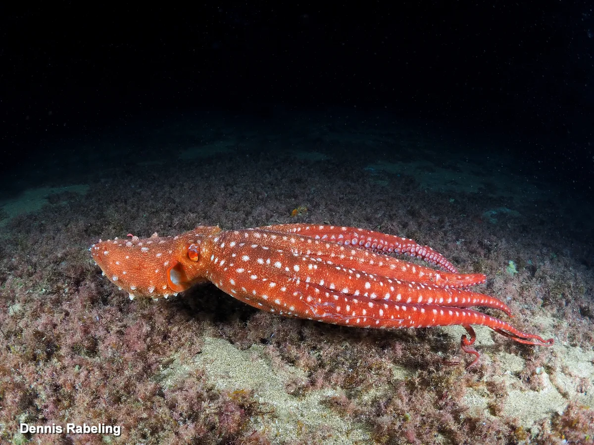 Pinnoctopus macropus - Las Palmas, ES-CN, ES