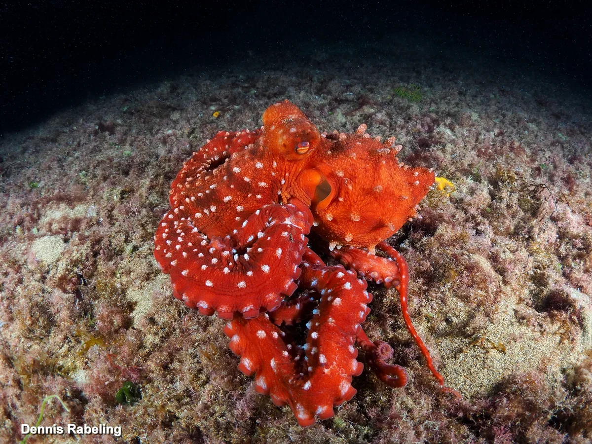 Pinnoctopus macropus - Las Palmas, ES-CN, ES