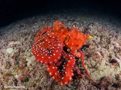 Pinnoctopus macropus - Las Palmas, ES-CN, ES
