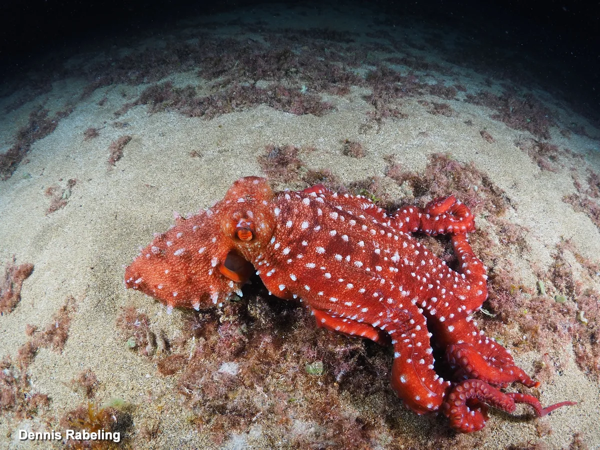 Pinnoctopus macropus - Las Palmas, ES-CN, ES