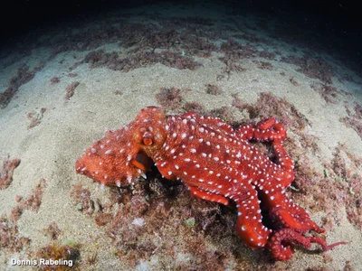 Pinnoctopus macropus - Las Palmas, ES-CN, ES