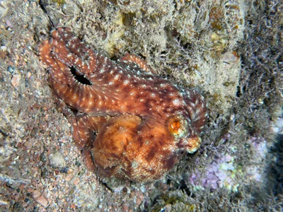 White-Spotted Octopus