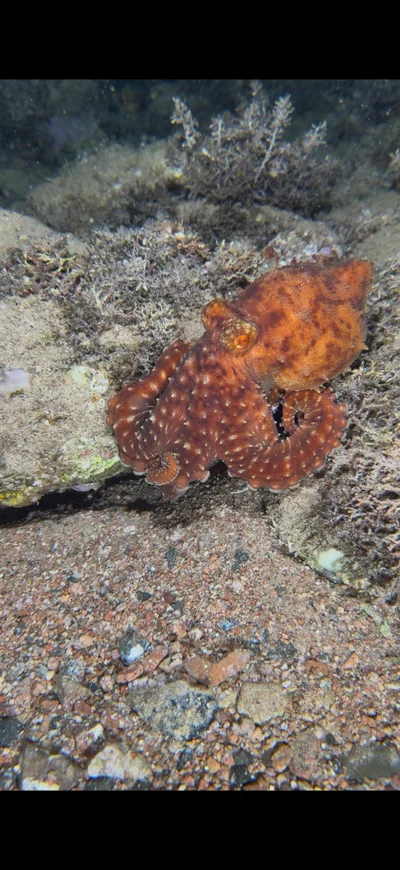 White-Spotted Octopus