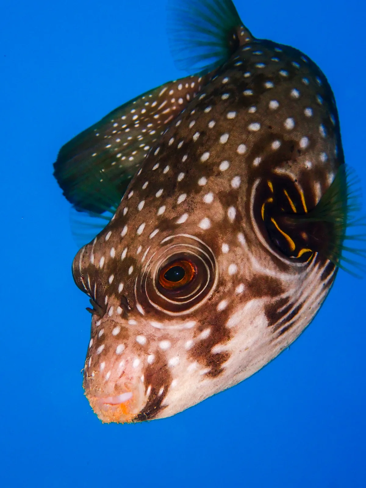 White-spotted Puffer