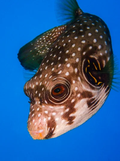 White-spotted Puffer