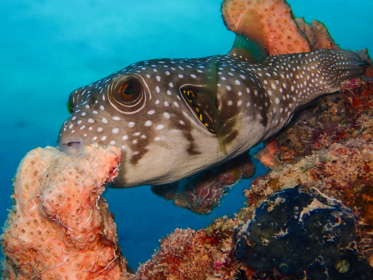 White-spotted Puffer