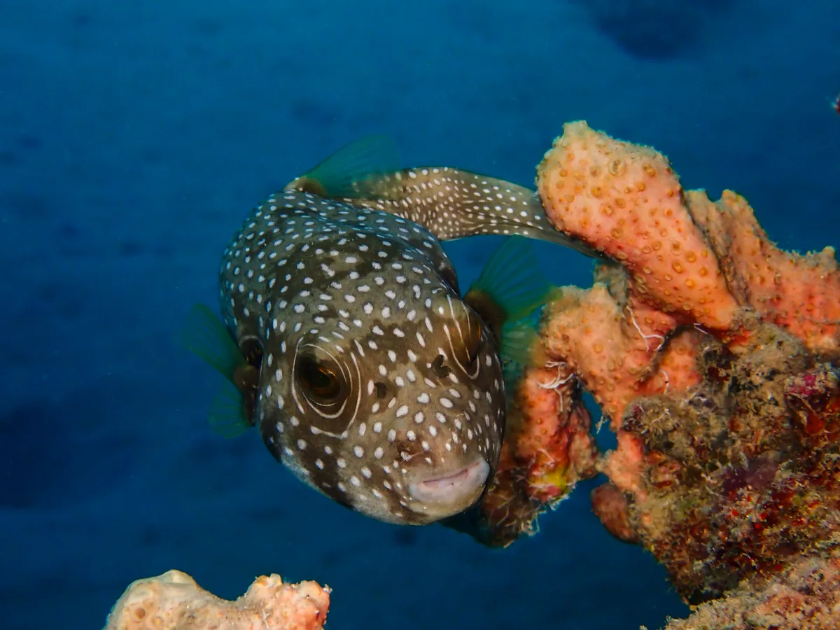White-spotted Puffer
