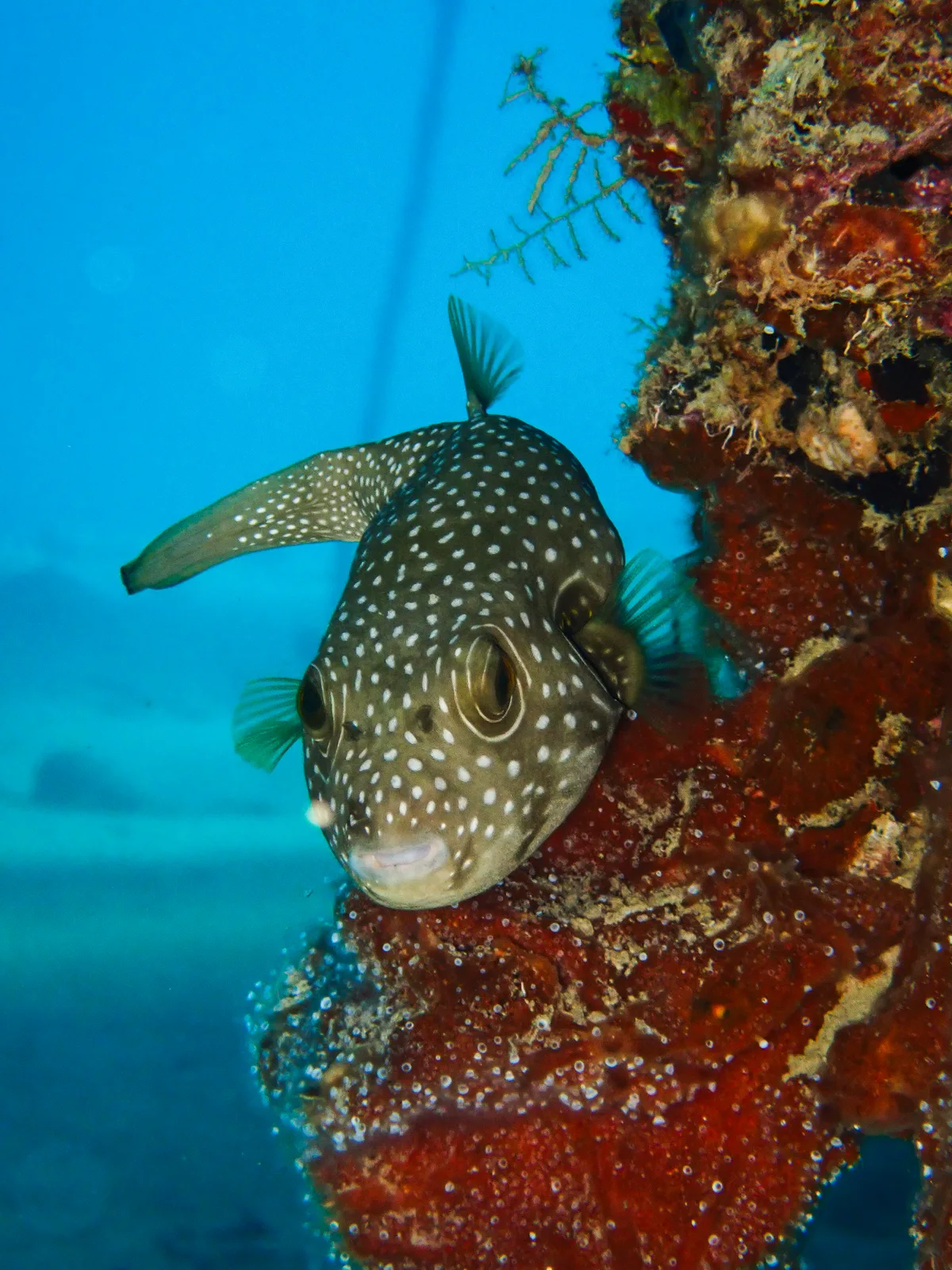 White-spotted Puffer
