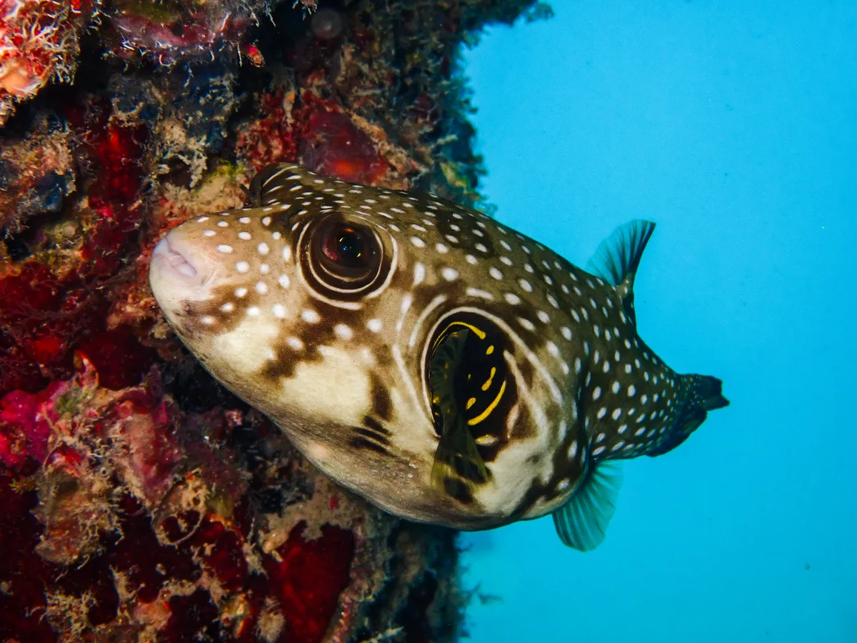 White-spotted Puffer