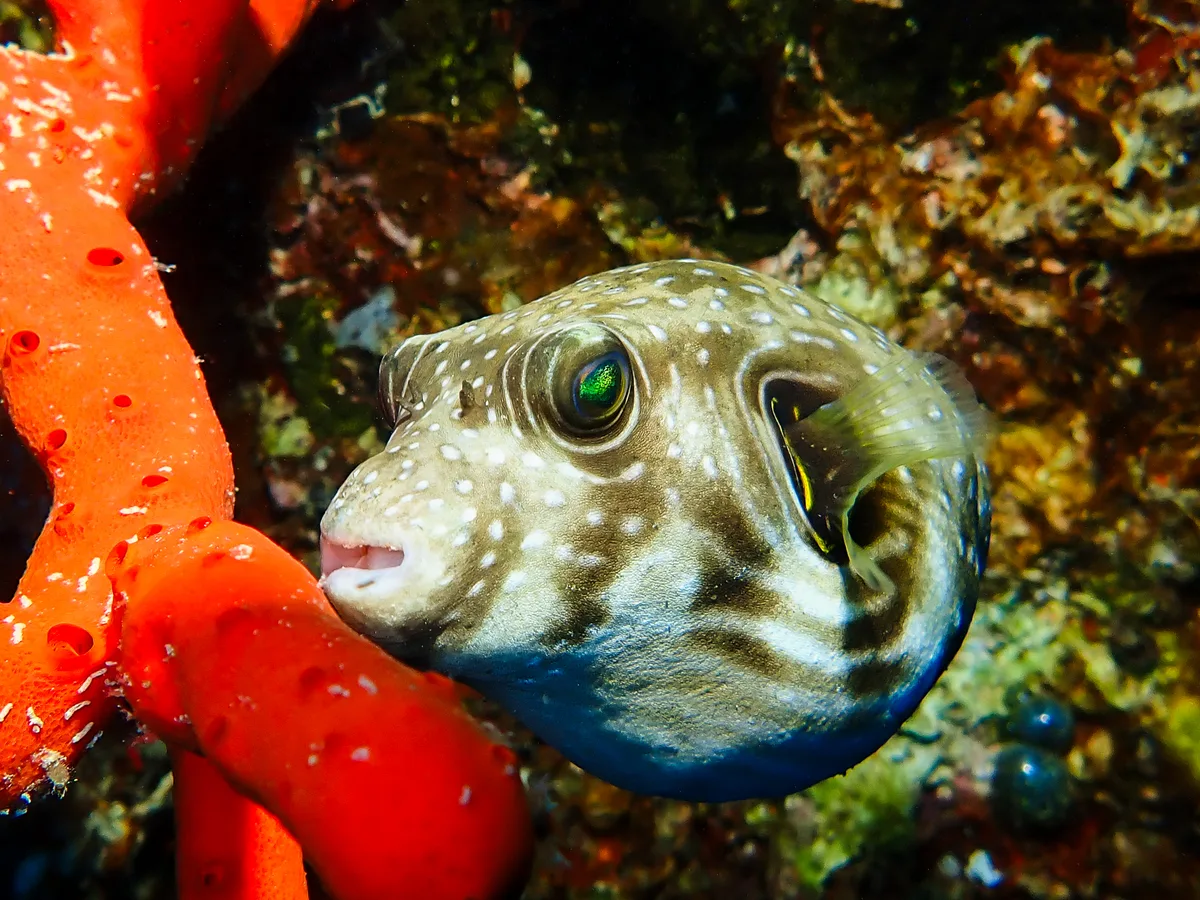 White-spotted Puffer