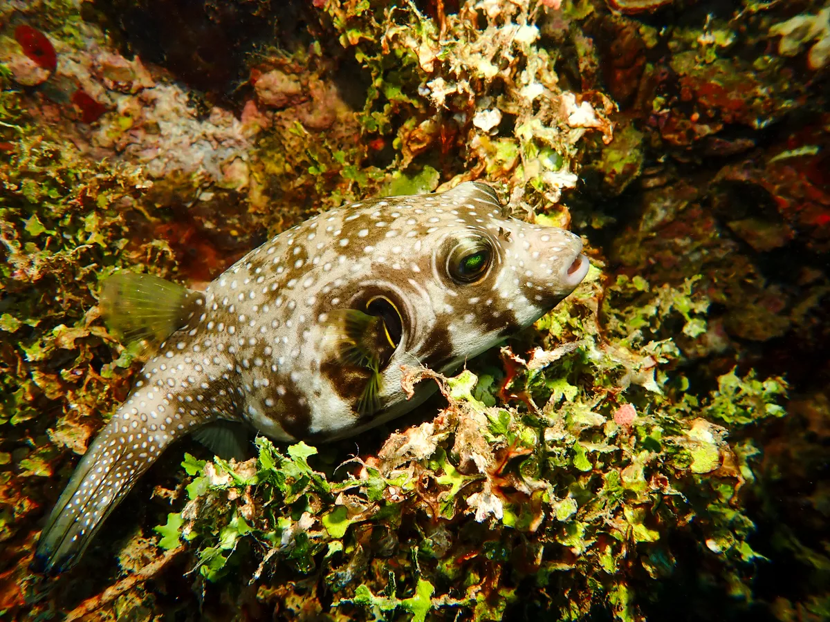 White-spotted Puffer