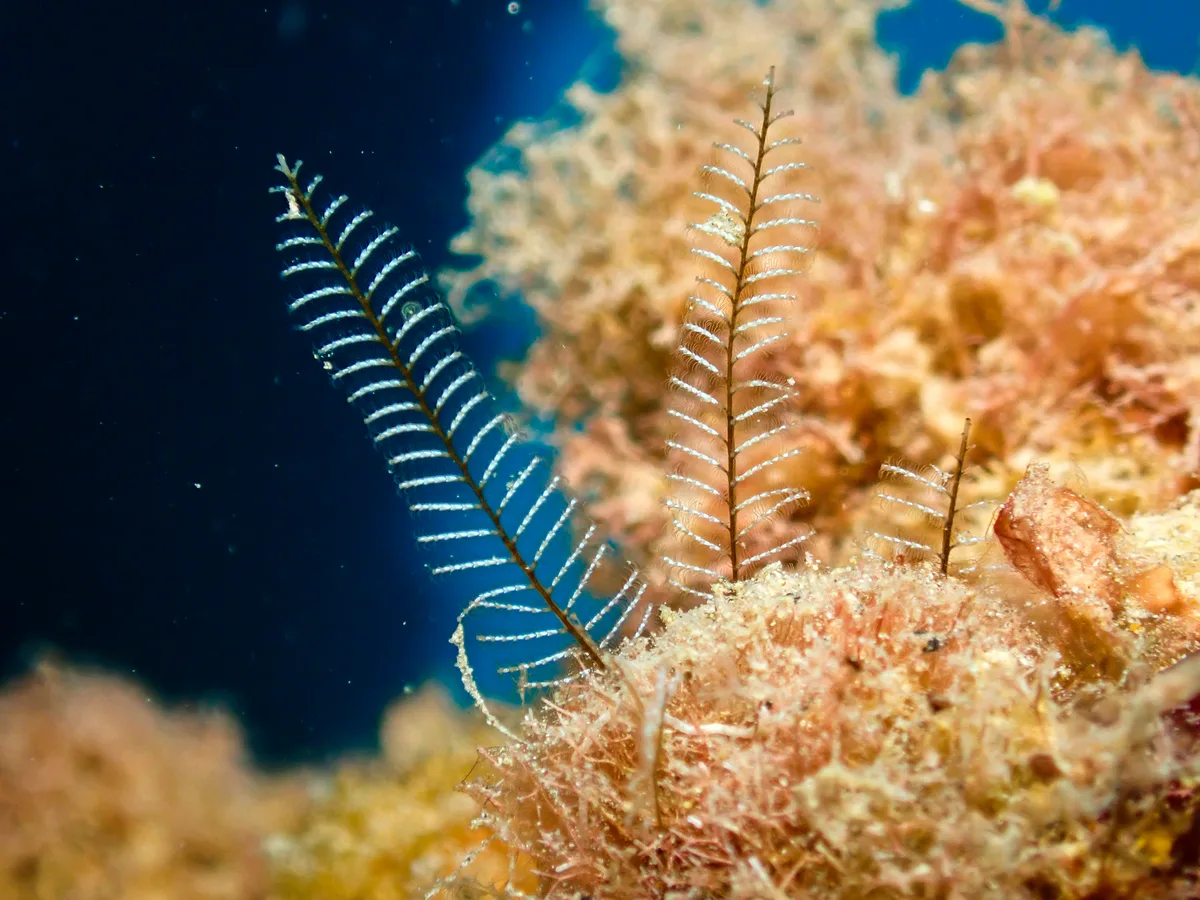 White stinger