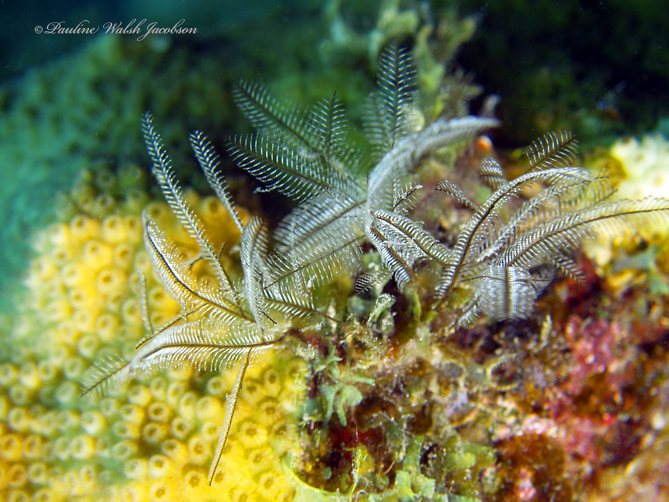 usvi 06 _7250743