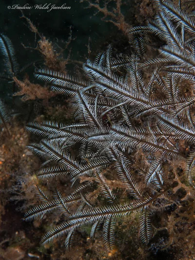 bhb 24 P6253581a sm Stinging Bush Hydroid, Macrorhynchia philippina