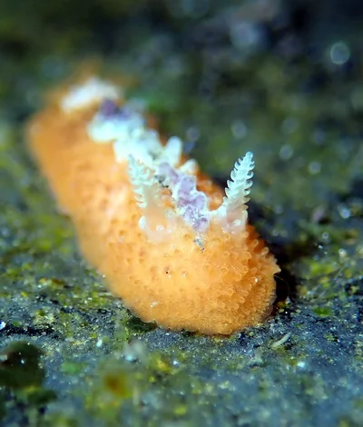 Doris immonda (8mm)
