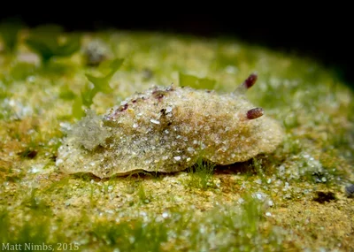 Opisthobranchia | Nudibranch | Dorididae | Doris immonda - Bare Bluff (Solitary Islands Marine Park) NSW, Australia