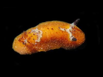 Doris immonda - Gneering Shoal, Australia