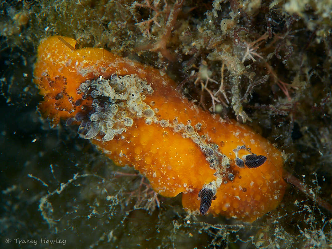 Doris immonda - Gold Coast QLD, Australia